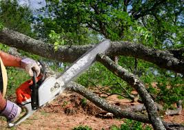 Best Tree Planting Services  in Southchase, FL